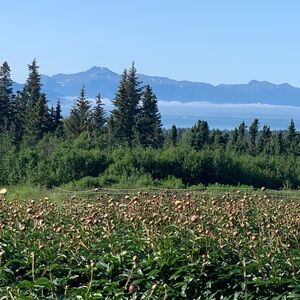 Meet your Posher, Elle.